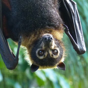 fruit bat in tree